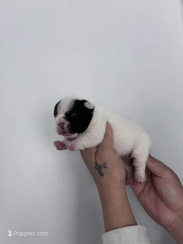 Lovely , a female French Bulldog for sale in Norfolk, VA – Photo 1 of 9