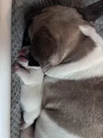 Lovely , a female French Bulldog for sale in Norfolk, VA – Photo 7 of 9