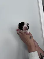 Lovely , a female French Bulldog for sale in Norfolk, VA – Photo 8 of 9