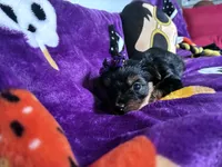 Beauty , a female Yorkshire Terrier for sale in Norfolk, VA – 7 of 8