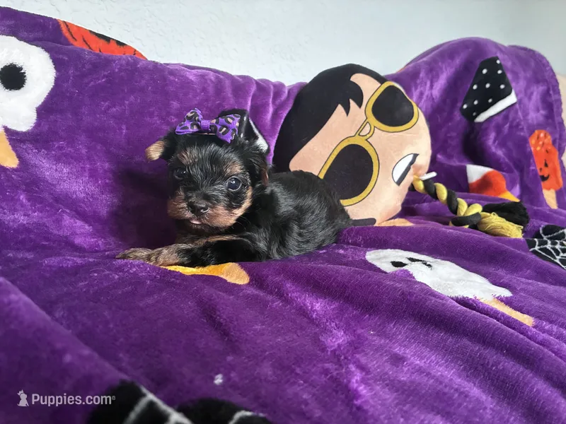 Beauty  – Yorkshire Terrier puppy for sale in Norfolk, VA