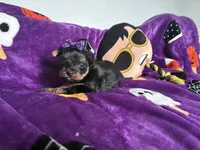 Beauty , a female Yorkshire Terrier for sale in Norfolk, VA – 1 of 8