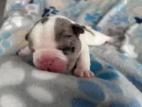 Meaty , a male French Bulldog for sale in Norfolk, VA – 2 of 9