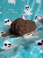 Hot Sauce, a male Poodle - Toy  for sale in Norfolk, VA – 2 of 7