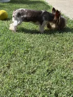 Meka, a female Yorkshire Terrier for sale in Norfolk, VA – 2 of 10