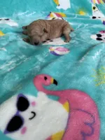Baby bear , a male Poodle - Toy  for sale in Norfolk, VA – 5 of 7