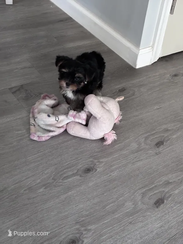 Annabelle  – Yorkshire Terrier puppy for sale in Norfolk, VA