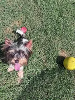Meka, a female Yorkshire Terrier for sale in Norfolk, VA – 6 of 7
