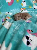 Baby bear , a male Poodle - Toy  for sale in Norfolk, VA – 6 of 7