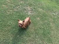 Rosie, a female Yorkshire Terrier for sale in Norfolk, VA – 2 of 7