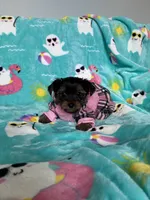 Pinky , a female Yorkshire Terrier for sale in Norfolk, VA – 7 of 8