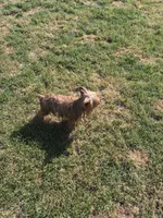Rosie, a female Yorkshire Terrier for sale in Norfolk, VA – 7 of 7