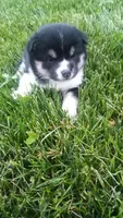 Willow, a female Shiba Inu for sale in Lebanon, PA – 2 of 5