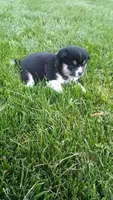 Willow, a female Shiba Inu for sale in Lebanon, PA – 3 of 5