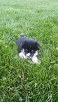 Willow, a female Shiba Inu for sale in Lebanon, PA – 4 of 5