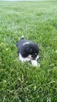 Willow, a female Shiba Inu for sale in Lebanon, PA – 5 of 5
