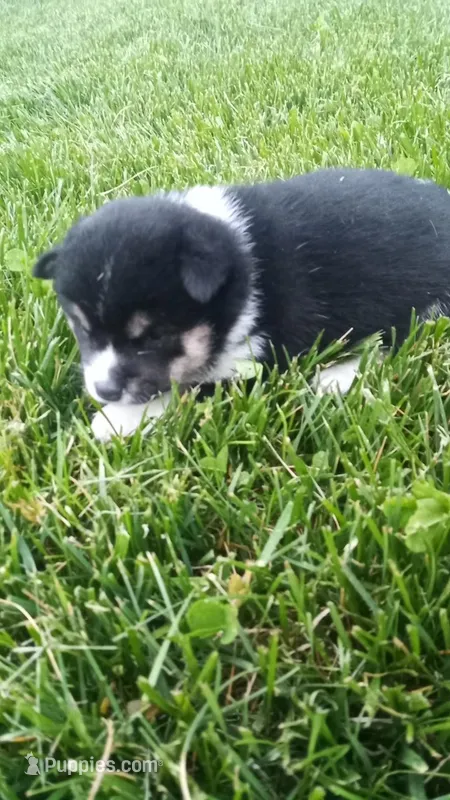 Willow – Shiba Inu puppy for sale in Lebanon, PA