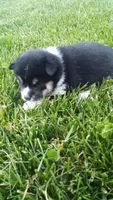 Willow, a female Shiba Inu for sale in Lebanon, PA – 1 of 5
