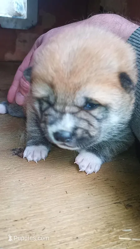 Ringles – Shiba Inu puppy for sale in Lebanon, PA