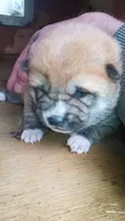 Ringles, a male Shiba Inu for sale in Lebanon, PA – 1 of 1