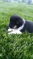 Wendy, a female Shiba Inu for sale in Lebanon, PA – 3 of 7