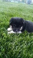 Wendy, a female Shiba Inu for sale in Lebanon, PA – 1 of 7
