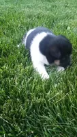 Wendy, a female Shiba Inu for sale in Lebanon, PA – 6 of 7