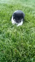 Wendy, a female Shiba Inu for sale in Lebanon, PA – 7 of 7