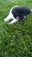 Wendy, a female Shiba Inu for sale in Lebanon, PA – 5 of 7