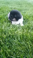 Wendy, a female Shiba Inu for sale in Lebanon, PA – 4 of 7