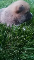 Willy, a male Shiba Inu for sale in Lebanon, PA – 8 of 8
