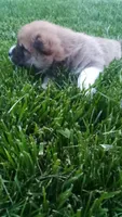 Willy, a male Shiba Inu for sale in Lebanon, PA – 2 of 8
