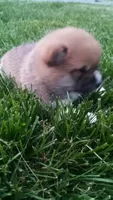 Willy, a male Shiba Inu for sale in Lebanon, PA – 7 of 8