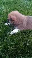 Willy, a male Shiba Inu for sale in Lebanon, PA – 4 of 8