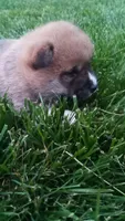 Willy, a male Shiba Inu for sale in Lebanon, PA – 6 of 8