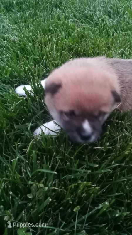 Willy – Shiba Inu puppy for sale in Lebanon, PA