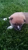 Willy, a male Shiba Inu for sale in Lebanon, PA – 1 of 8