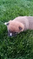 Willy, a male Shiba Inu for sale in Lebanon, PA – 5 of 8