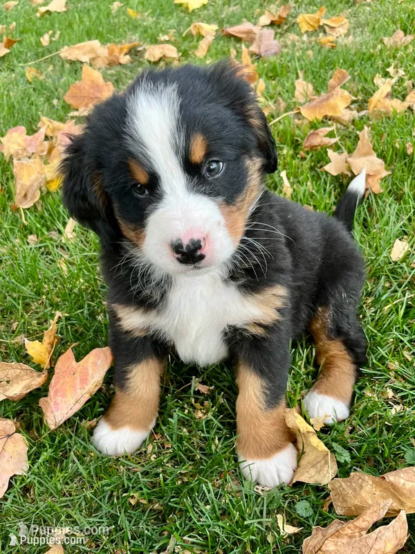 Skye – Bernese Mountain Dog puppy for sale in Peoria, IL