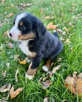 Skye, a male Bernese Mountain Dog for sale in Peoria, IL – 3 of 3