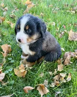 Skye, a male Bernese Mountain Dog for sale in Peoria, IL – 2 of 3