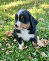 Chloe, a male Bernese Mountain Dog for sale in Peoria, IL – 2 of 3