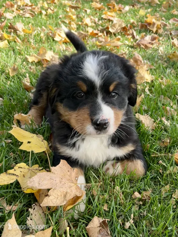 Chloe – Bernese Mountain Dog puppy for sale in Peoria, IL