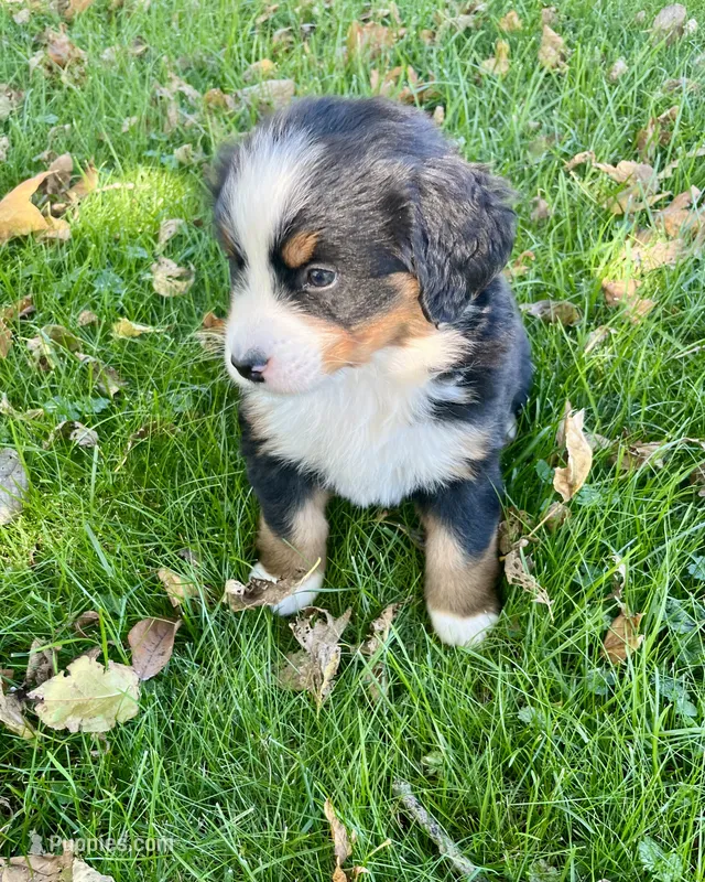 Rosa – Bernese Mountain Dog puppy for sale in Peoria, IL