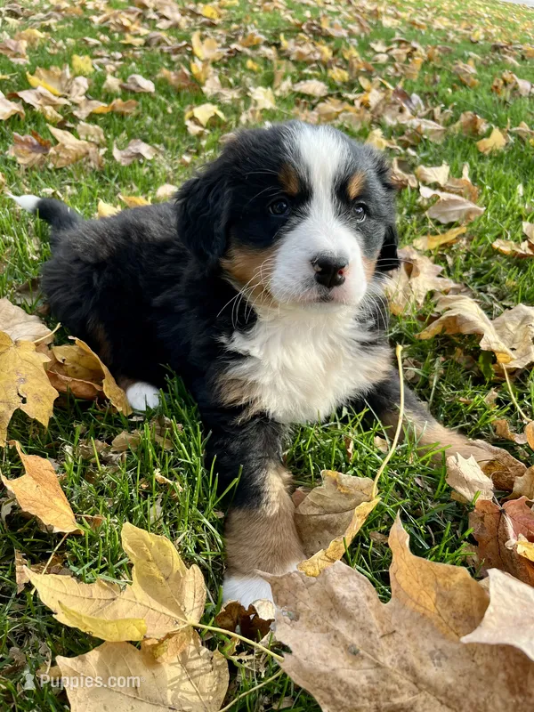 Rosa – Bernese Mountain Dog puppy for sale in Peoria, IL