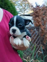 Bonnie, a female Boston Terrier for sale in Vancouver, WA – 5 of 8