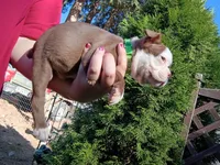 Hank, a male Boston Terrier for sale in Estacada, OR – 2 of 8