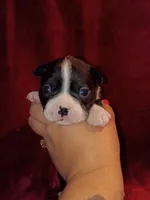 Bonnie, a female Boston Terrier for sale in Estacada, OR – 3 of 6