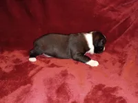 Dawson, a male Boston Terrier for sale in Estacada, OR – 3 of 7