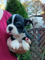 Bonnie, a female Boston Terrier for sale in Vancouver, WA – 7 of 8